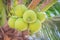 Closeup of green coconuts on the coconut tree