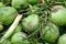 Closeup of green coconuts For Sell On Street