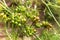 Closeup of green coriander seeds growing on umbels