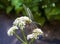 Closeup of green dragonfly sitting on blooming common Valerian