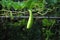 Closeup green eggplant or winter melon or Benincasa hispida on the winter melon tree farm.Houseplant Agriculture  backdrop and bea