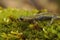 Closeup on green endangered juvenile limestone salamander, Hydromantes brunus sitting on green moss