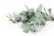 Closeup of green eucalyptus leaves branches on white table background. Floral composition, feminine styled stock image
