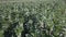 Closeup of green flowering faba bean bushes on large farm plantation on sunny day