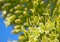 Closeup of green flowers in Agave attenuata, Foxtail agave