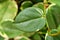 Closeup green foliage leaves Peperomia Scandens Serpens variegated ,Cupid peperomia ,Piper on a branch with heart shaped, Radiator