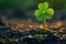 Closeup of green four leaf clover. Clover leaves nature background. St Patrick Day holiday symbol