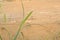 Closeup of Green Foxtail Grass. Setaria viridis plant