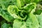 Closeup of green fresh lettuce in garden