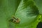 Closeup of green frog on green leaf