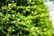 Closeup green Fukien tea blurt background