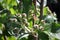 Closeup of green fuzzy viking chokecherry berries