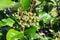 Closeup of green fuzzy viking chokecherry berries