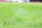 Closeup of green grass with shallow depth of field