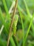 Closeup of green grasshopper