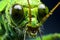 Closeup of green grasshopper head isolated on black background. Wildlife animals