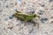 Closeup of a green grasshopper on sand