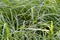 Closeup of green grassland, texture for wallpaper or background