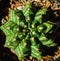 Closeup of green Gymnocalycium mihanovichi cactus