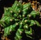 Closeup of green Gymnocalycium mihanovichi cactus