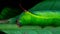 Closeup of green horned caterpillar