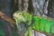 Closeup of green iguana