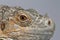 Closeup Green Iguana on Blue Background