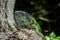 Closeup of Green Iguana Crawling Up on Tree Branch