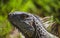 Closeup of Green iguana lizard of the genus basking in the sun South Florida. Amazon jungle fauna, Mexico, Central