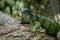 Closeup of Green Iguana on Lounging on Tree