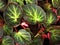 Closeup green leaf of Begonia Chloroneura plants ,nature leaves background, macro image