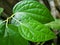 Closeup green leaf Betel plant ,Piper betle ,Piperaceae ,Which includes pepper and kava ,Paan ,Piper sarmentosum