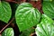 Closeup green leaf Betel plant ,Piper betle ,Piperaceae ,Which includes pepper and kava ,Paan ,Piper sarmentosum Herb plant, Cha p