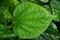 Closeup green leaf Betel plant ,Piper betle ,Piperaceae ,Which includes pepper and kava ,Paan ,Piper sarmentosum Herb plant, Cha p