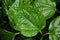 Closeup green leaf Betel plant ,Piper betle ,Piperaceae ,Which includes pepper and kava ,Paan ,Piper sarmentosum Herb plant, Cha p