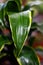 Closeup green leaf. Bright green. Homedecor plant