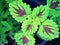 Closeup green leaf of coleus plant ,Plectranthus scutellarioides ,Lamiaceae ,Strawberry Drop tropical plant ,Colorful green leaves