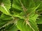 Closeup green leaf of Coleus plants , leaves background ,mcro image