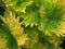 Closeup green leaf of Coleus plants , Painted nettle leaves in garden background ,macro image