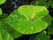 Closeup green leaf of Colocasia plant ,Colocasia esculenta var.