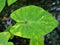 Closeup green leaf of Colocasia plant ,Colocasia esculenta var.