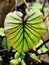 Closeup green leaf of Colocasia plant ,Colocasia esculenta var.