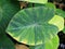 Closeup green leaf of Colocasia plant ,Colocasia esculenta var.