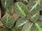 Closeup green leaf of Episcia plants plants , leaves background , macro image