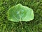 Closeup of Green leaf on green grass lawn with puddle wet from rain macro