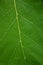 Closeup of green leaf, natural, nature, wallpaper, background