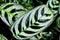 Closeup green leaf Never never plant ,Ctenanthe fishbone prayer plant ,Marantaceae ,The arrowroots ,Bamburanta
