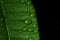 Closeup green leaf (Pachira aquatica) with rain drops in black background, nature