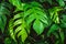 Closeup green leaf, rain forest tropical plant