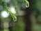 Closeup green leaf with water drops in garden with soft focus and blurred background ,rain on nature leave ,dew on plants